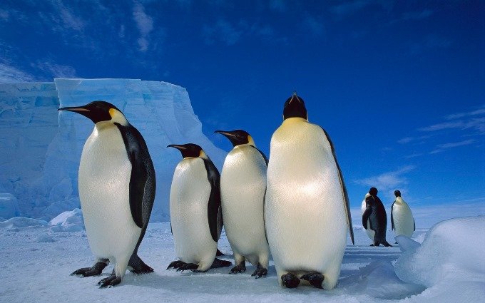 penguin-linux.jpg