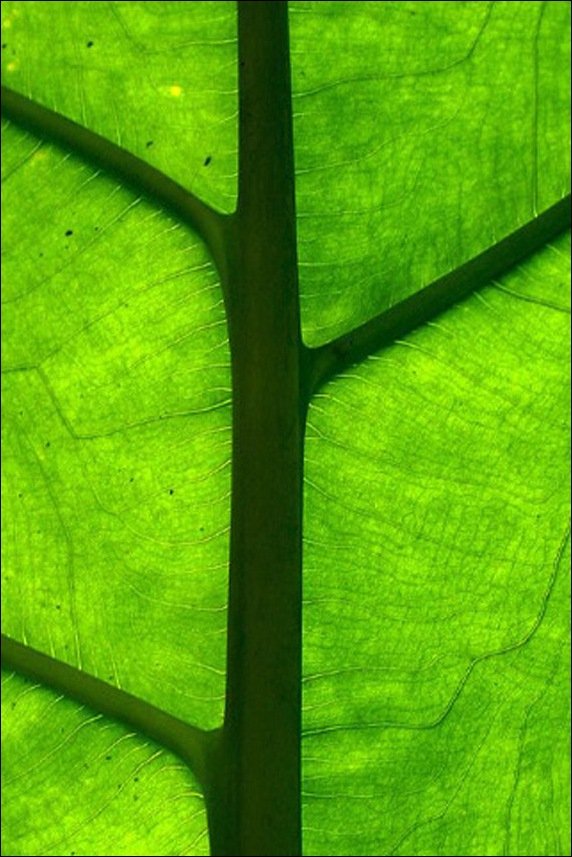 leafCloseUp